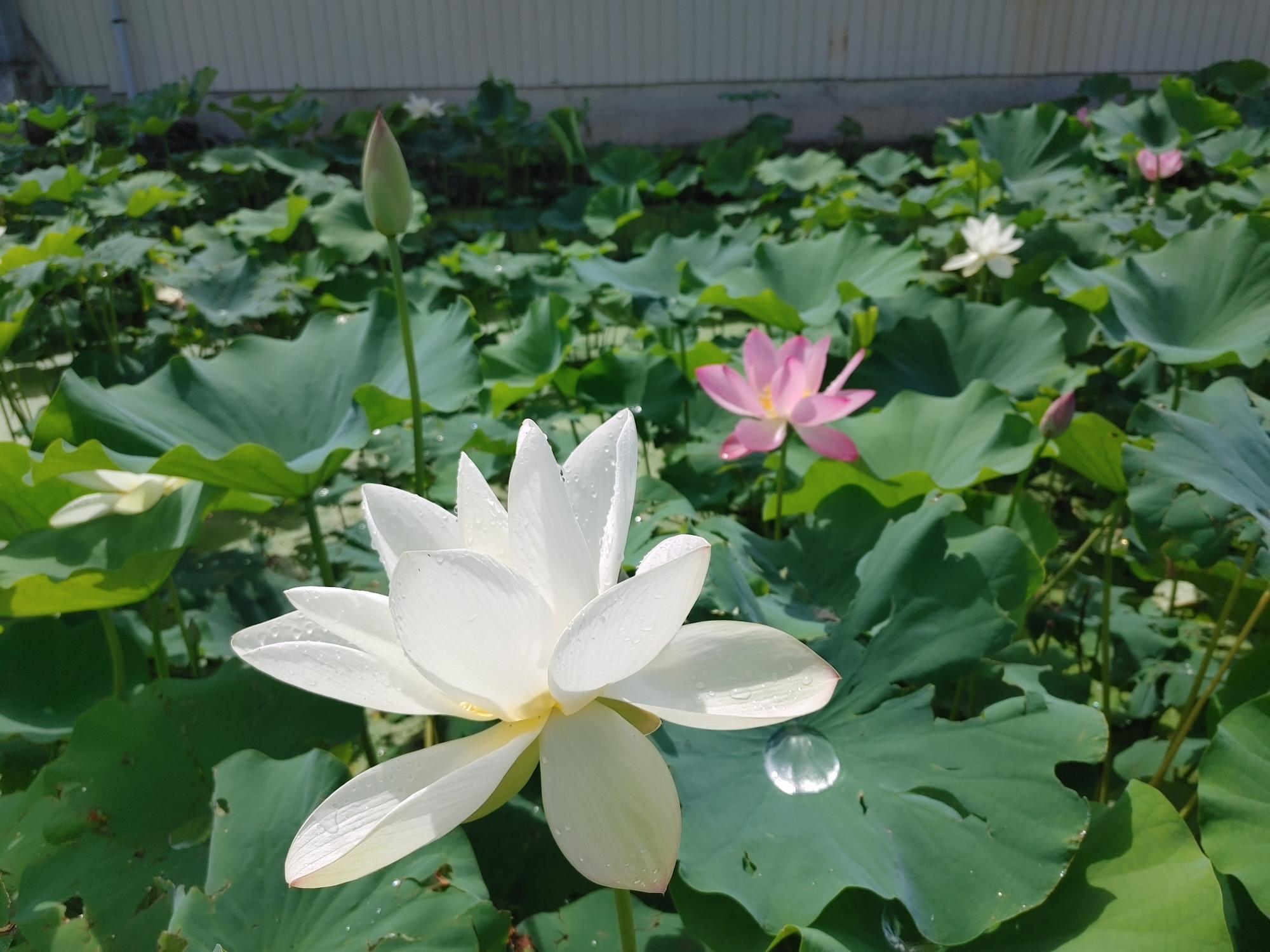 あかぼり蓮園の蓮の写真