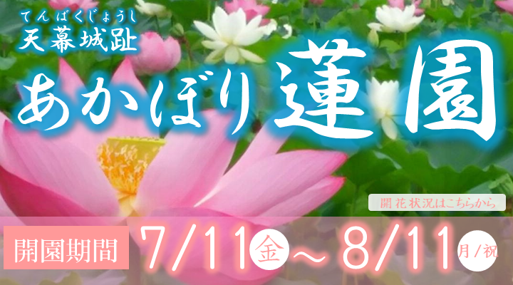 あかぼり蓮園のスライダー画像