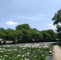 赤堀花しょうぶ園【花しょうぶ】(下触町)