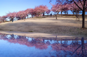 伊勢崎市みらい公園【河津桜】(山王町)