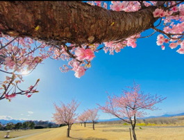 島村蚕のふるさと公園【河津桜】(境島村)