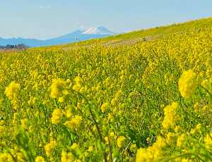 菜の花畑((境島村町)