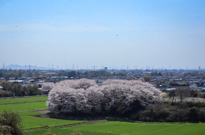 毒島城跡【桜】(赤堀今井町)