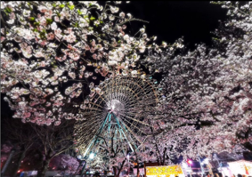 華蔵寺公園【桜】(華蔵寺町)