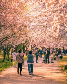 ラブリバーうぬきハマサカパーク【桜】(安堀町)