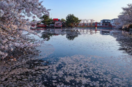 御嶽山白龍神社【桜】(小保方町)