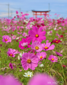 小泉コスモス(小泉町)