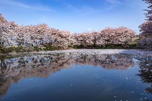 赤堀磯沼公園(磯町)