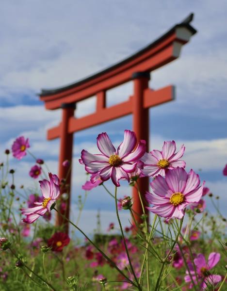 小泉の大鳥居と秋桜の画像