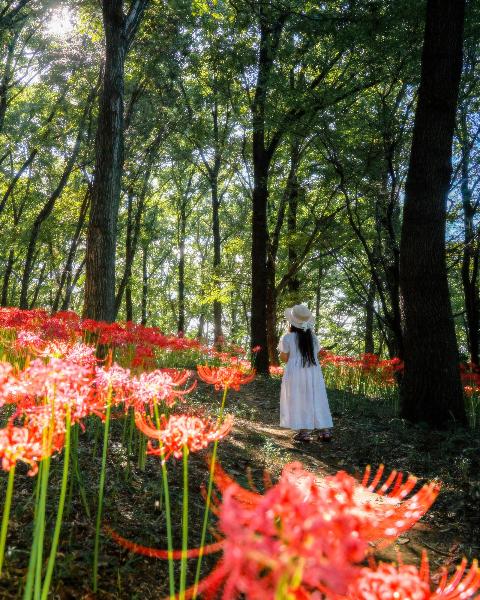 境御嶽山自然の森公園の写真