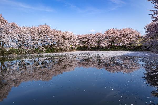 赤堀磯沼公園の画像