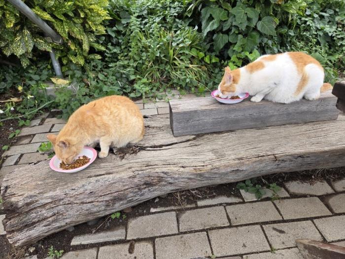 ねこ