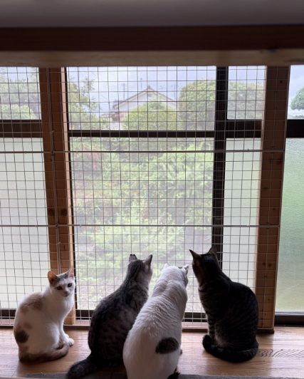 ねこ