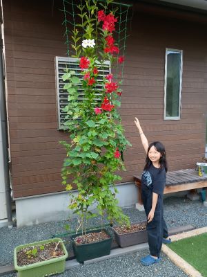 グリーンカーテンコンテスト作品