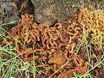 木くずやフンからなる「フラス」と呼ばれる棒状のものの写真