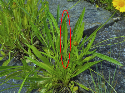 オオキンケイギクの葉