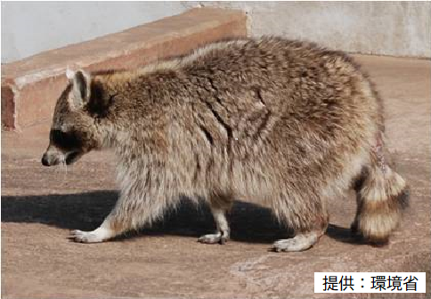 アライグマの写真