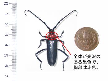 クビアカツヤカミキリの写真です。全体が光沢のある黒色で、胸部は赤色です