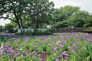 あずま水生植物園