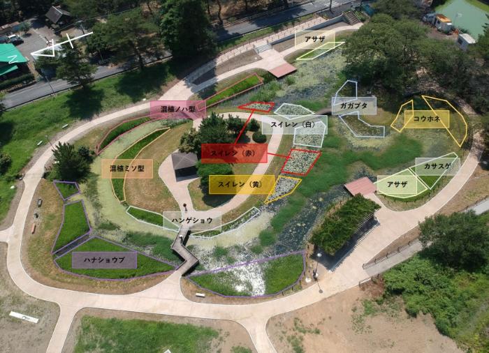 水生植物の植栽位置