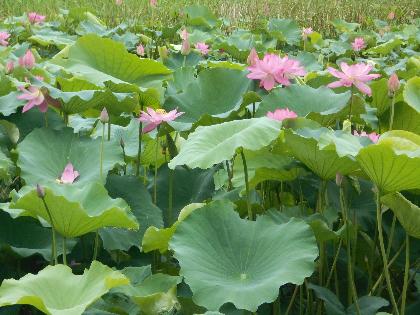 波志江沼環境ふれあい公園のハス