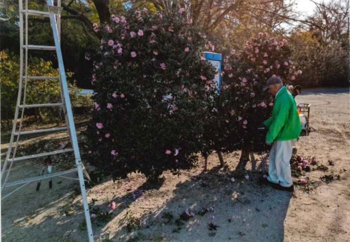 安堀緑地愛護会の活動の様子