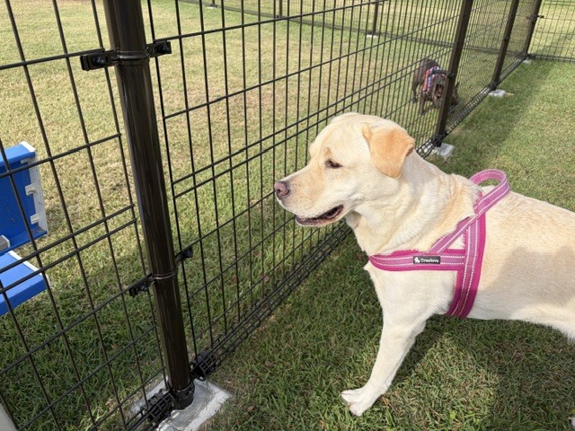 ドッグラン利用状況の写真