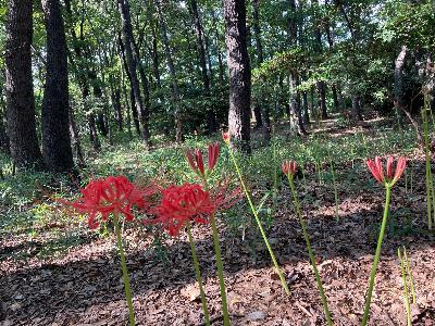 境御嶽山自然の森公園のヒガンバナ