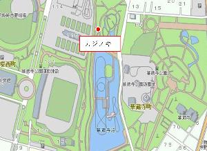 華蔵寺公園のカジノキの位置図