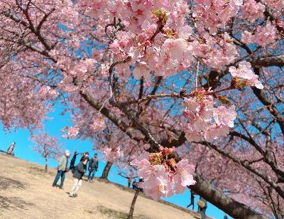 伊勢崎市みらい公園の河津桜