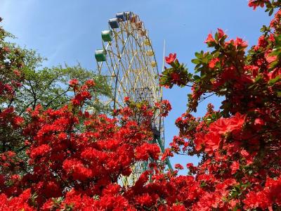 華蔵寺公園のキリシマツツジ
