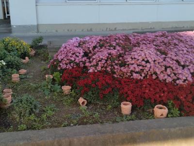 赤堀小学校の花壇に植えられた小菊の周りに小学生が作った埴輪が飾られている様子