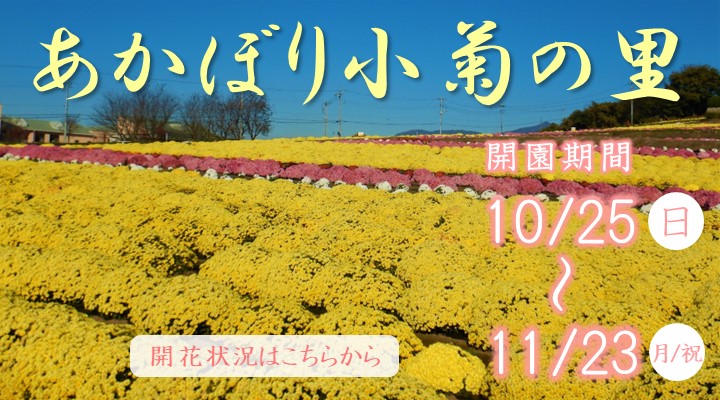 あかぼり小菊の里のスライダー画像