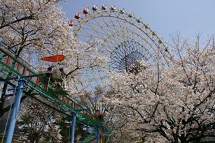 華蔵寺公園遊園地のソメイヨシノの写真で奥には観覧車が写っています