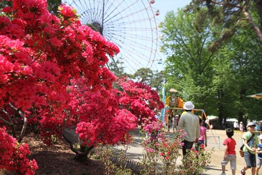 華蔵寺公園のツツジの写真です