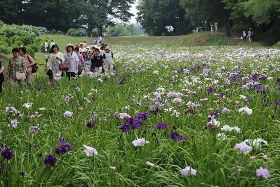 赤堀花しょうぶ園に咲く青や白の花しょうぶの写真