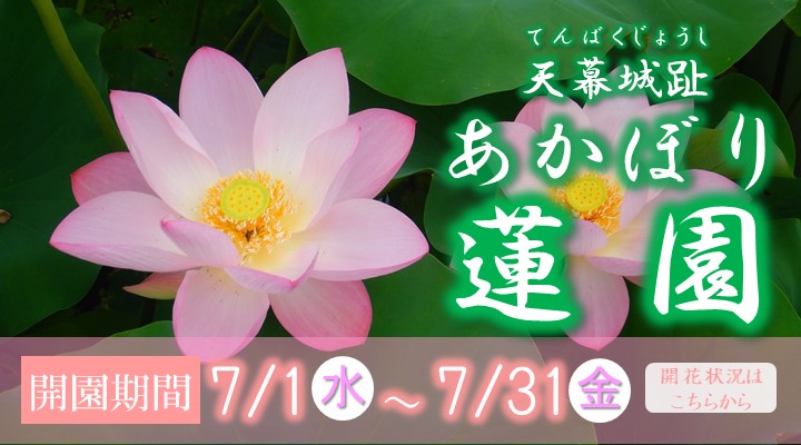 あかぼり蓮園のスライダー画像