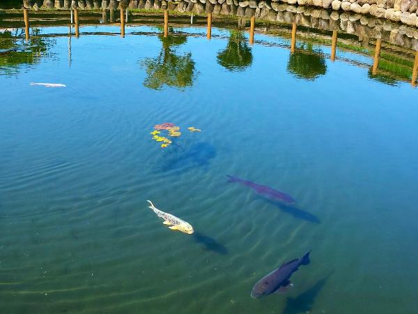 湧水あまが池の写真