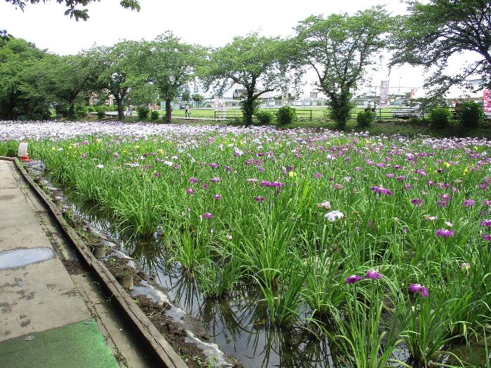 赤堀花しょうぶ園の様子