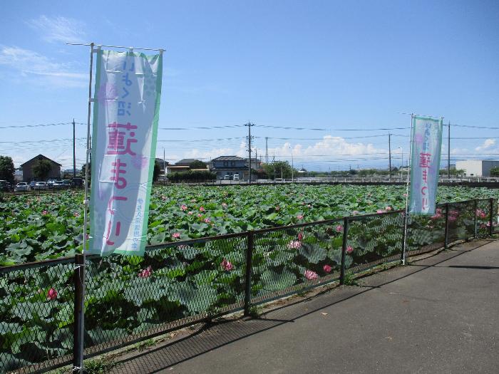 いよく沼蓮まつりの様子