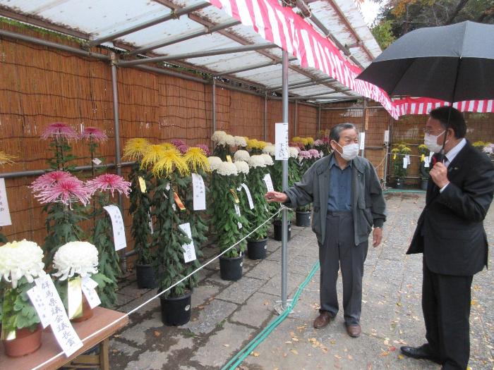 伊勢崎菊花大会での鑑賞の様子