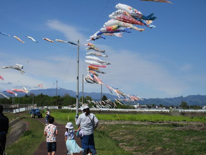 堀下鯉のぼりの様子