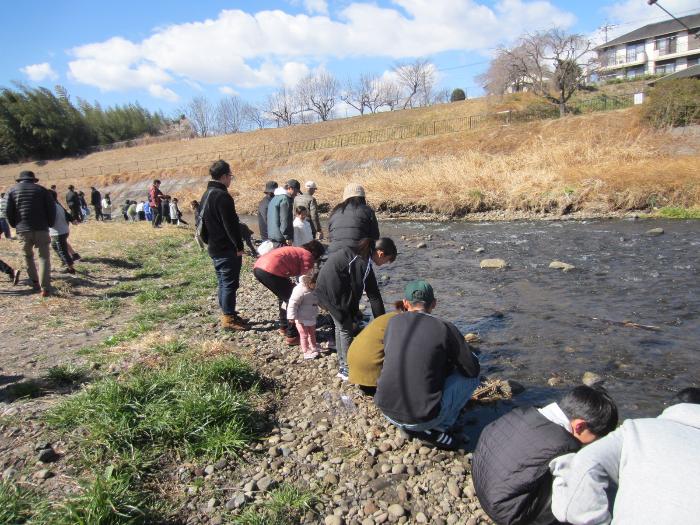 鮭の稚魚放流会の様子