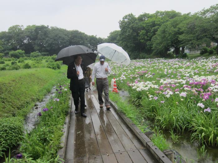 赤堀花しょうぶ園の視察の様子