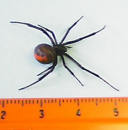 手足が長く身体は丸く黒色のセアカゴケグモ(メス)の写真