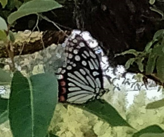 アカボシゴマダラ