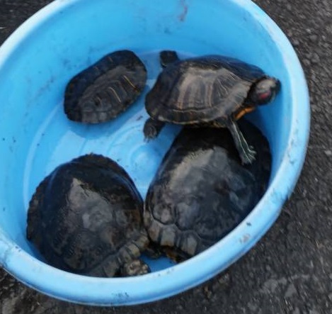 ミシシッピアカミミガメ