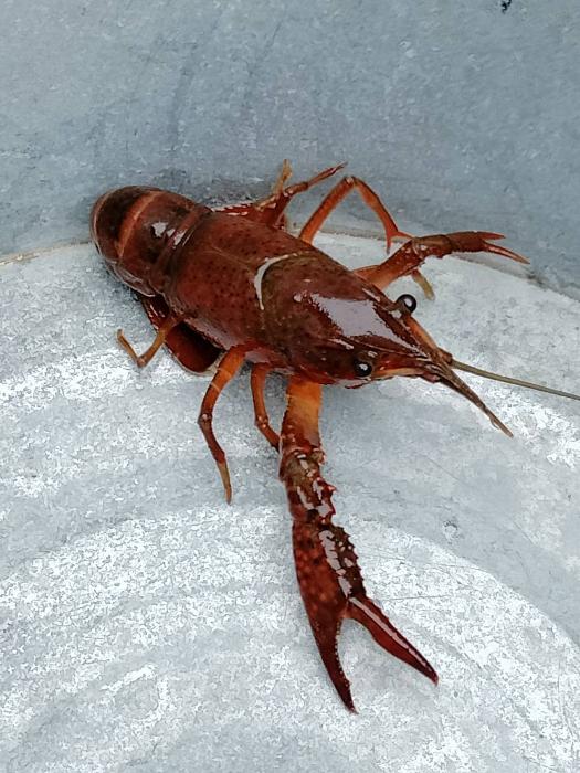 アメリカザリガニ