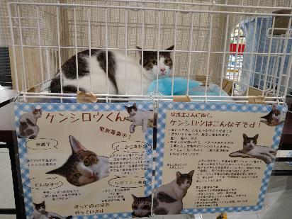 譲渡会写真