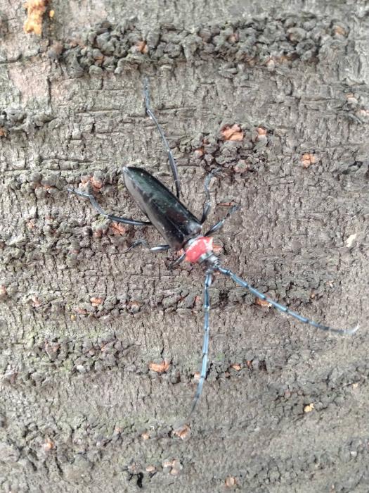 クビアカツヤカミキリ(成虫)